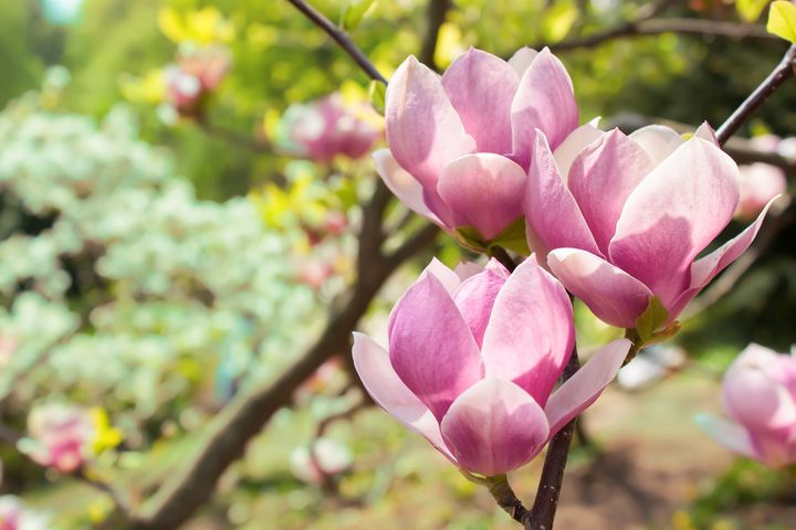Magnolia lekarska to roślina ceniona w medycynie naturalnej.
