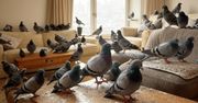 Blisko 100 gołębi w mieszkaniu w Toruniu. "Lista cierpień jest długa"