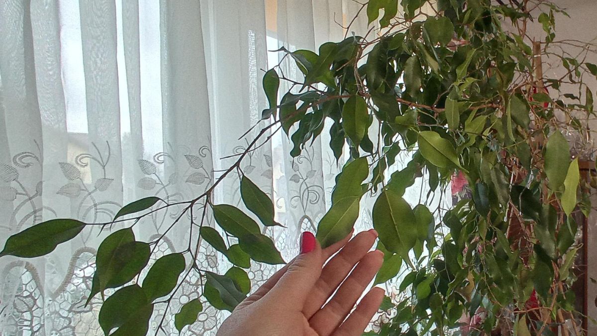 Domowa odżywka do fikusa. Roślina rośnie jak szalona.