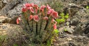 Hoodia - afrykańska roślina na odchudzanie