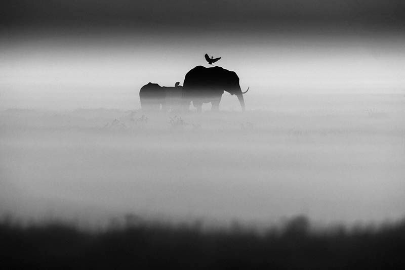 Laurent Baheux ujął charakter Afryki w czarno-białych portretach zwierząt 7
