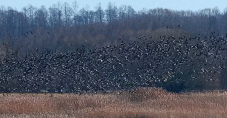 To nie fotomontaż. Były ich tysiące. Nagrane na polu