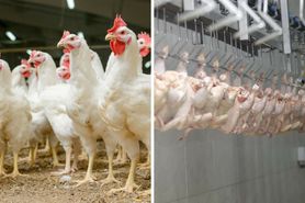 Zakażone fipronilem kurczaki w polskich zakładach mięsnych. 11 ton zostanie zutylizowane