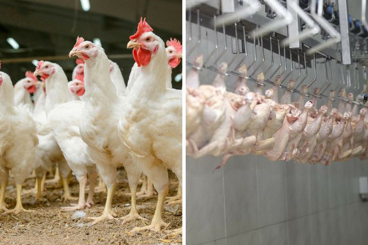 Do polskich zakładów mięsnych trafiły kurczaki zakażone fipronilem