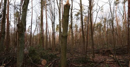 Wasylków. W lesie ukrywają się rosyjscy dywersanci. Znaleziono kilka ciał