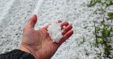 Jak po karczowaniu. Z całego sadu "jabłek wystarczy może na szarlotkę"