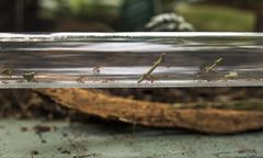 Gliwice. Palmiarnia otwarta, atrakcją mrówkostrada