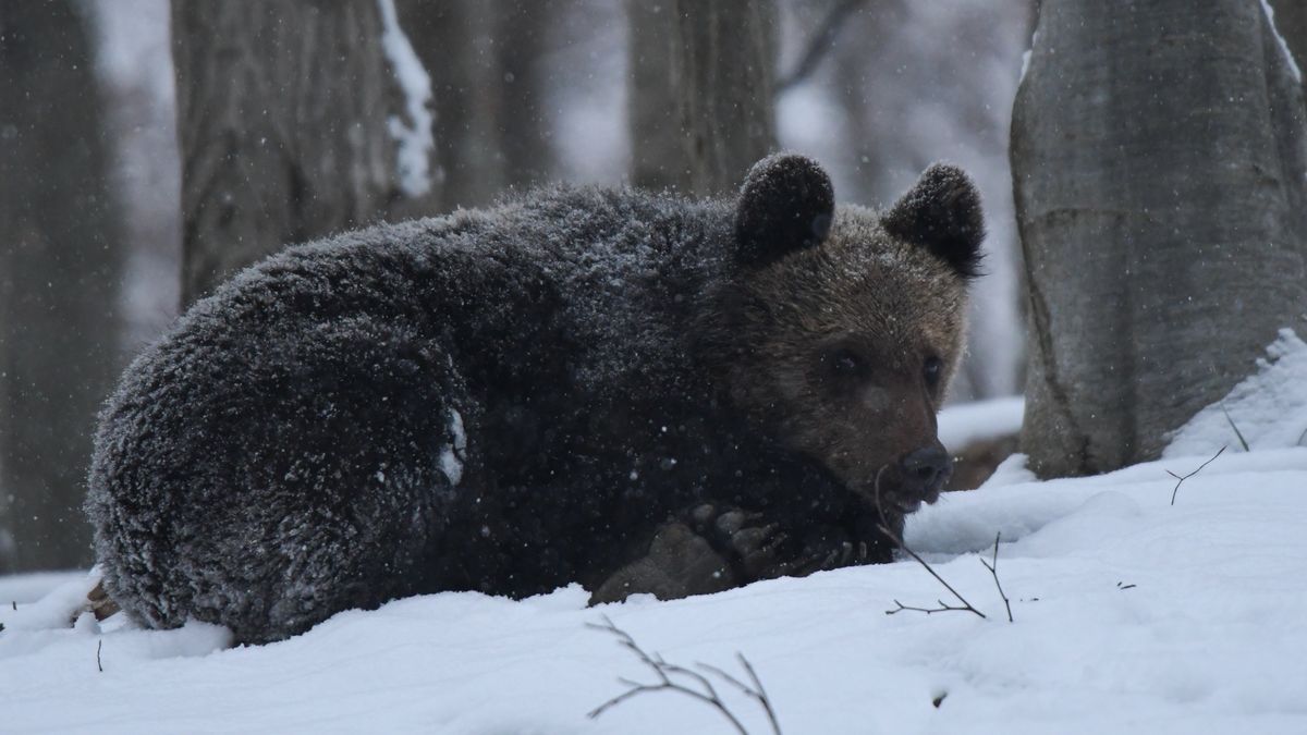 Niedźwiedzie w Bieszczadach poszły spać - zdjęcie ilustracyjne