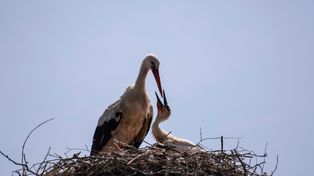 Podgórzyno: Bocian wrócił. Oko Wielkiego Brata przy jego gnieździe. Czy to oznaka wiosny?
