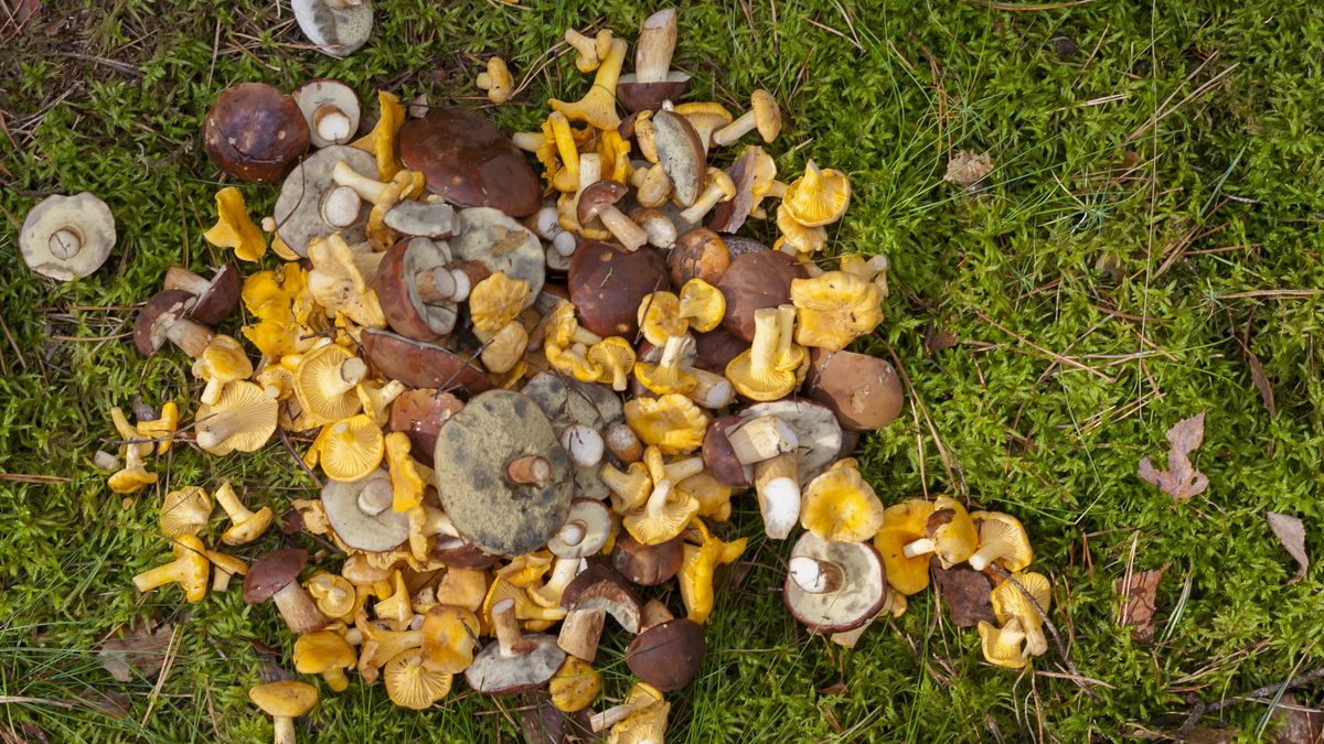 Czy można dostać mandat za zbieranie grzybów?