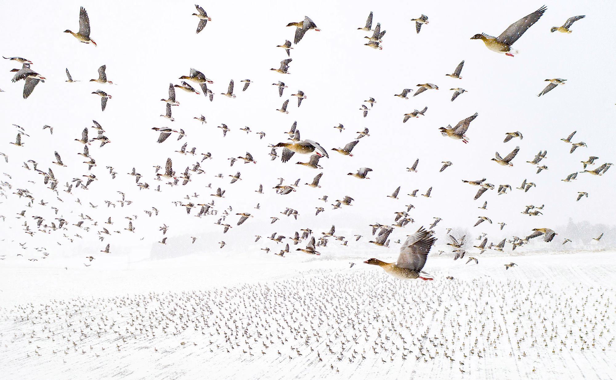 Nature Photographer of the Year 2021. Oto najlepsze zdjęcia przyrodnicze minionego roku 1