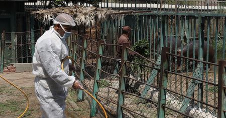 Zoo zmagają się z kryzysem, niektóre zwierzęta trzeba będzie zabić