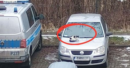 Policjant wyjrzał przez okno. Co za widok przed komisariatem. "Od lat"