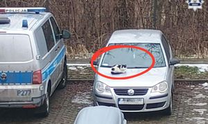 Policjant wyjrzał przez okno. Co za widok przed komisariatem. "Od lat"