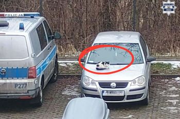 Policjant wyjrzał przez okno. Co za widok przed komisariatem. "Od lat"