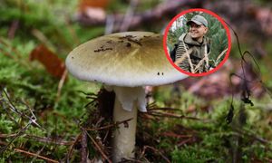 To najbardziej trujący grzyb w Polsce. Spotkasz go niemal wszędzie