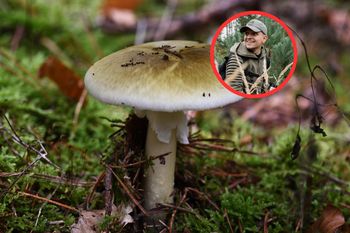To najbardziej trujący grzyb w Polsce. Spotkasz go niemal wszędzie