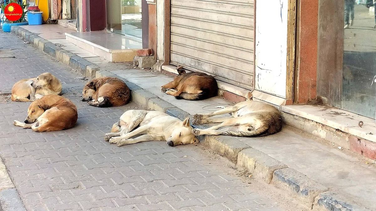 Bezdomne psy problemem w Hurghadzie