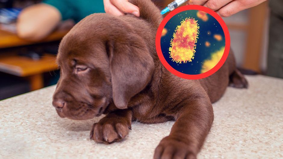 8. przypadek w tym roku. Kilkanaście gmin obszarami zagrożeniami wścieklizną