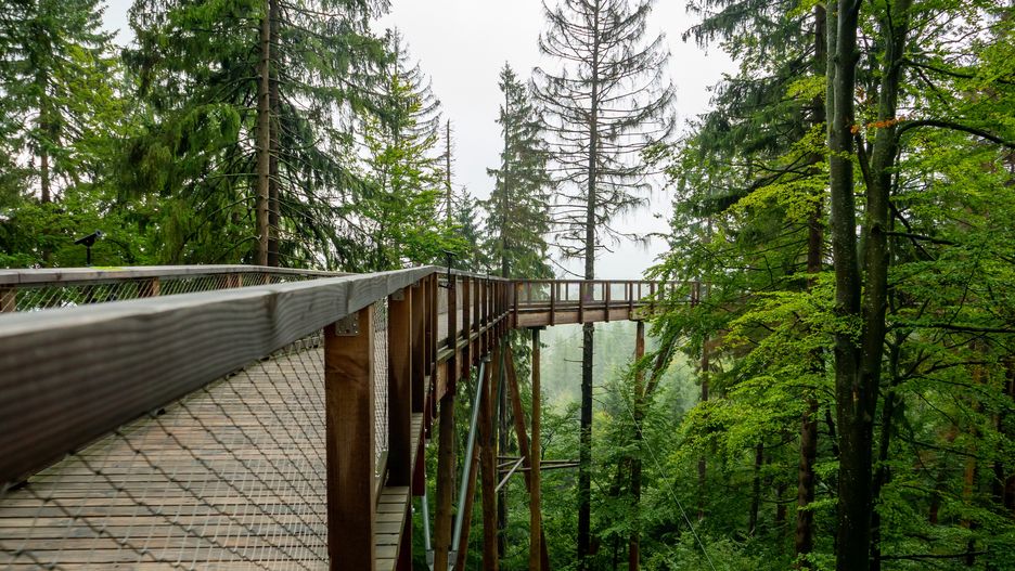 Ścieżki w koronach drzew to niezwykle popularne atrakcje nie tylko w Polsce, ale także w Czechach czy na Słowacji