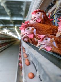 California bans battery cages and imports from inhumanely raised animals