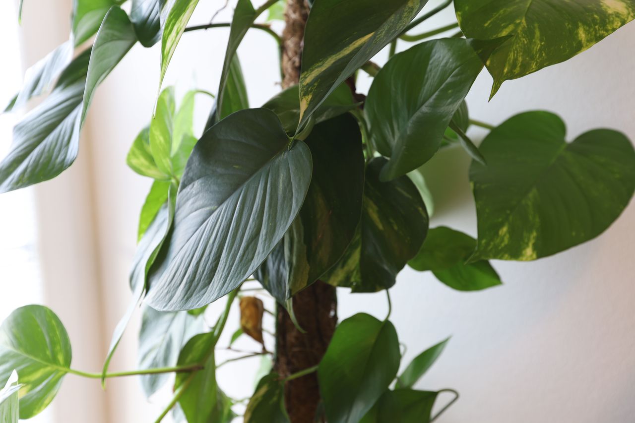 Ammonia in your living room and how these 5 houseplants can fight it off