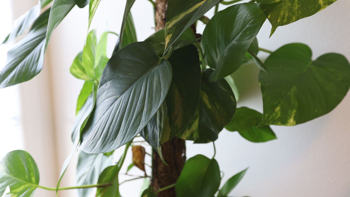 Jakie kwiaty oczyszczają powietrze?