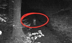 Weszły prosto w kadr. Pojawiły się nocą. Leśnicy mają powód do dumy