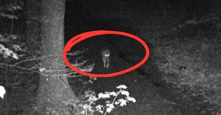 Weszły prosto w kadr. Pojawiły się nocą. Leśnicy mają powód do dumy