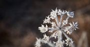 Podlasie: Srogi mróz. Temperatura w nocy spadła do minus 20 stopni