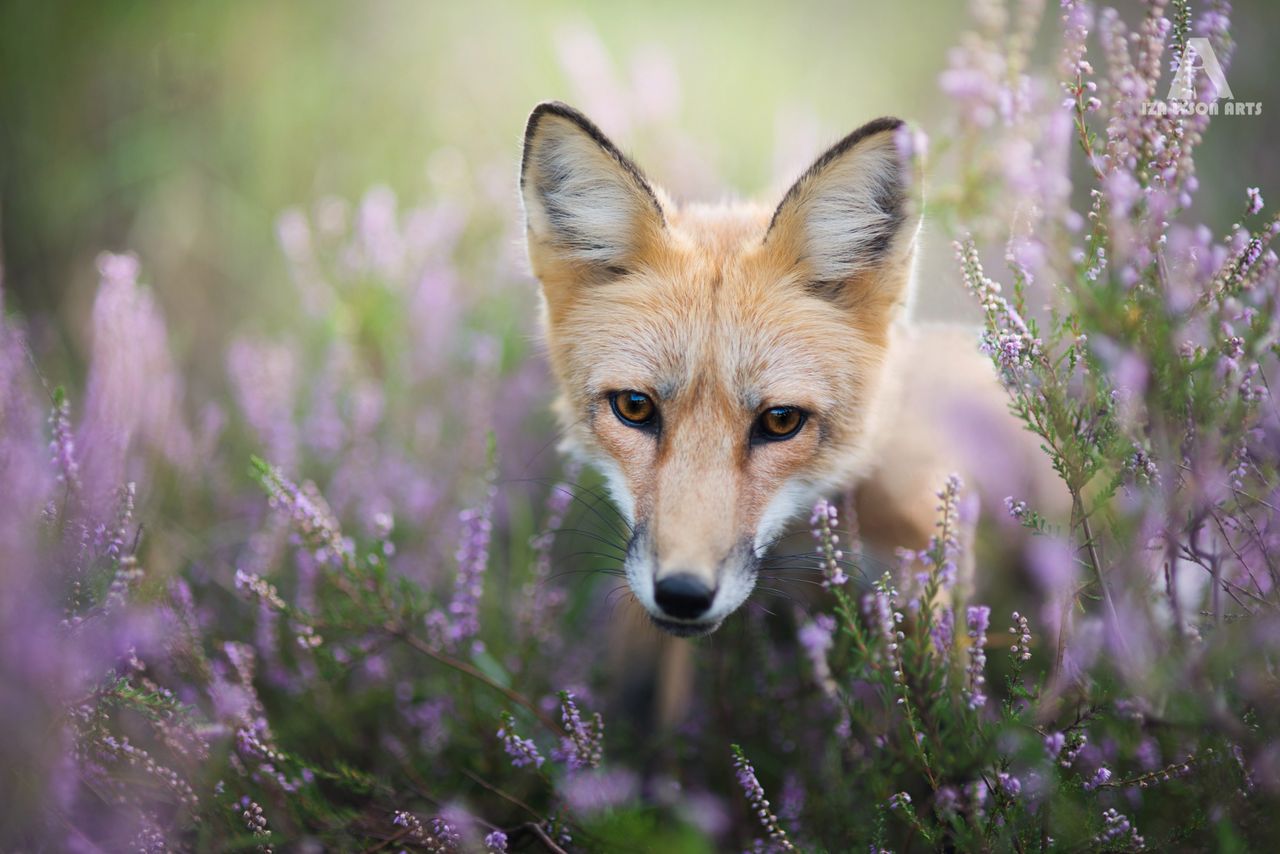Od pupili do dzikich zwierząt. Iza Łysoń fotografuje piękną lisicę, a jej zdjęcia podbijają internet