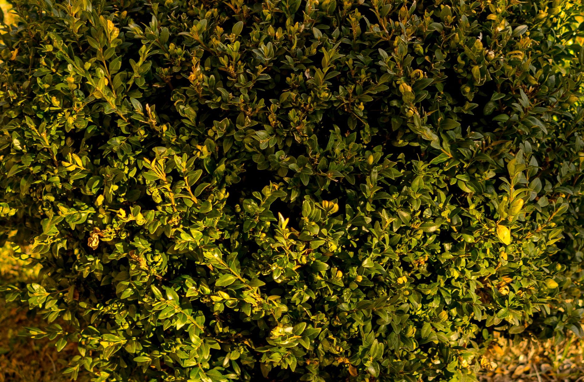 Najtańszy standard do bezlusterkowców - Industar L/D 55 mm f/2,8 12