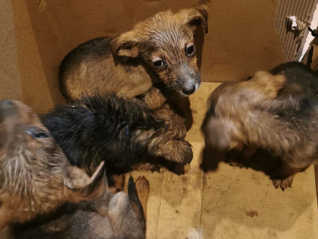 Szczenięta porzucone w lesie. Policja prosi o pomoc w ustaleniu sprawcy