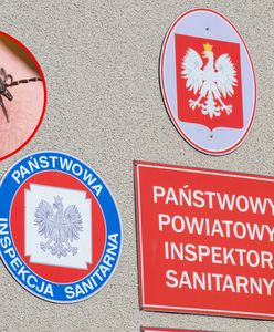 Sanepid ostrzega przed kleszczami. Jak się przed nimi chronić i o czym pamiętać?