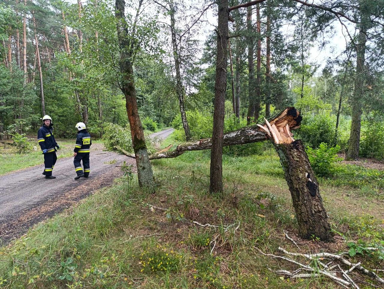 Powalone drzewa w Jeżewie