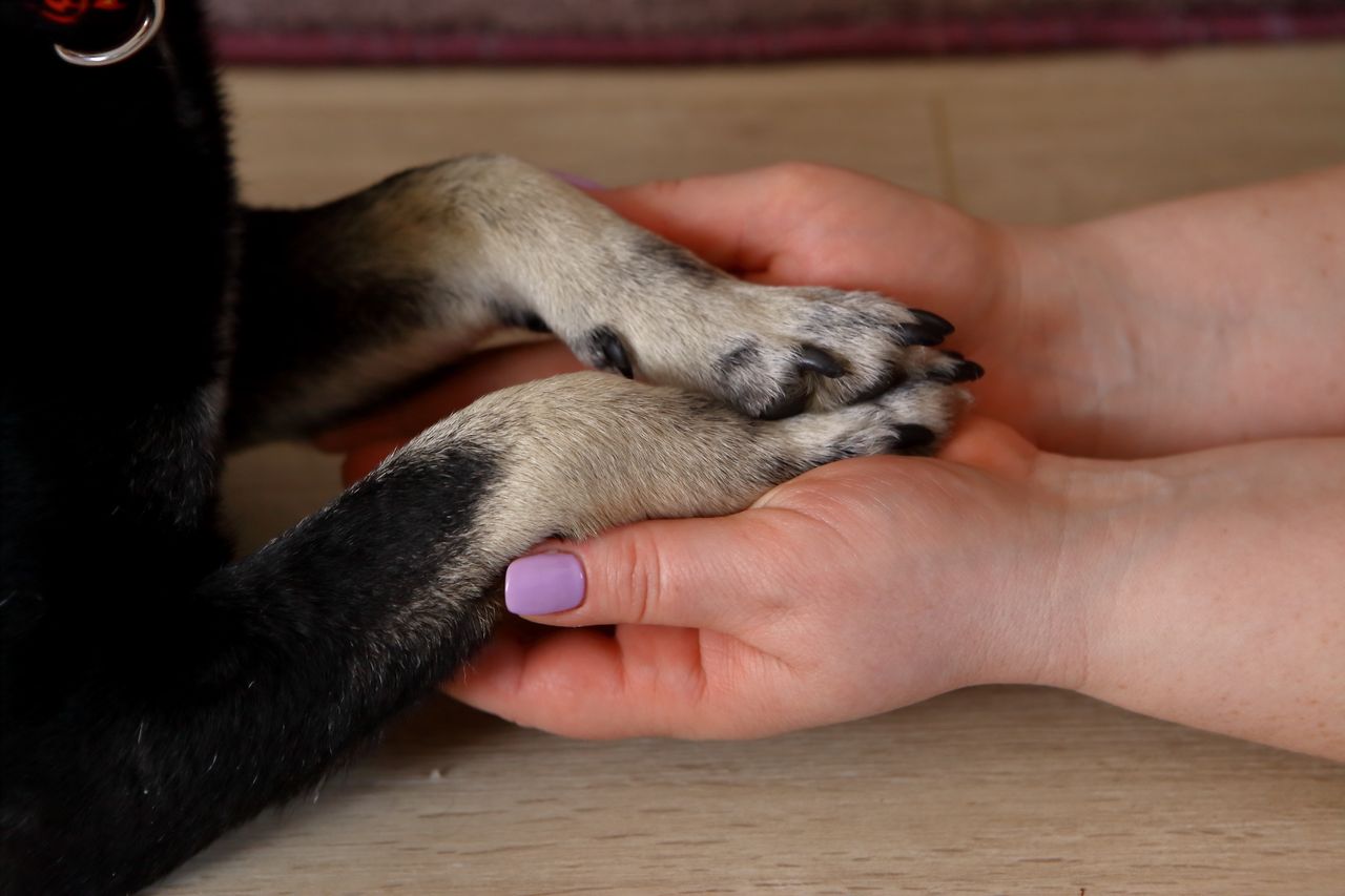 Pies trąca cię łapą? W ten sposób wysyła sygnał