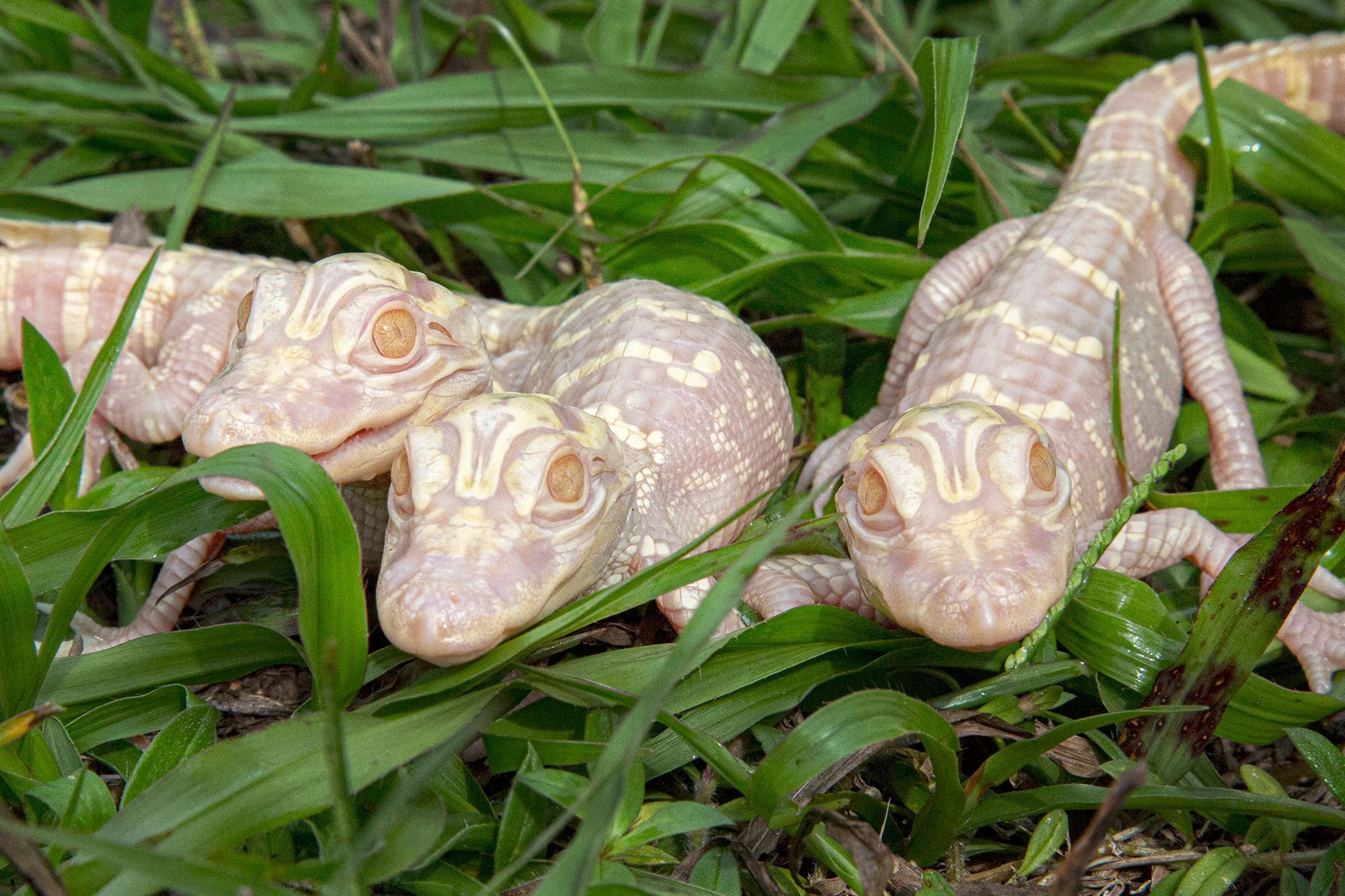 Aligatory albinosy urodziły się w USA. Zobacz urocze zdjęcia rzadkich zwierząt 1