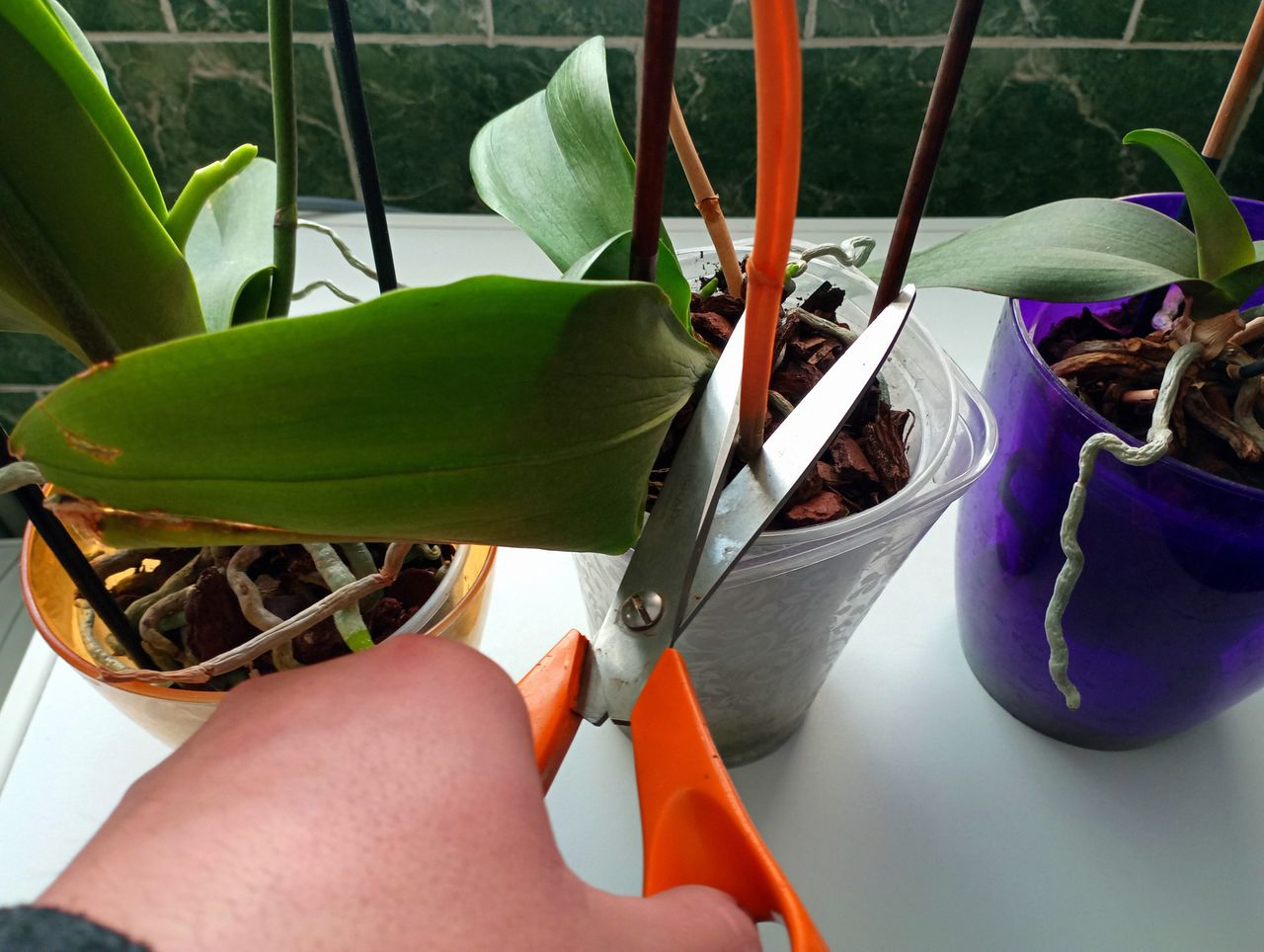 Jak przyciąć storczyka? Wielu popełnia ten błąd