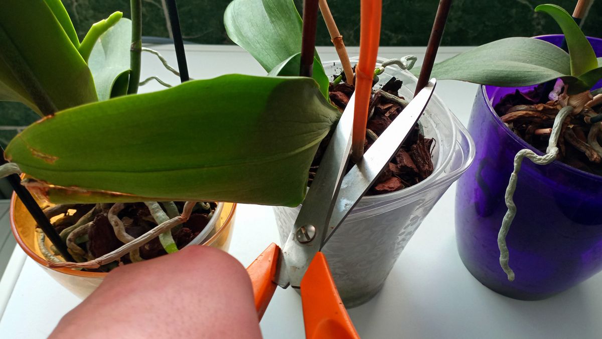 Jak przyciąć storczyka?