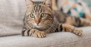 Światowy Dzień Kota. Mało kto wie, dlaczego obchodzimy go 17 lutego