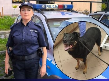 Płock: Pies sam w mieszkaniu po śmierci właściciela. Zareagowali sąsiedzi
