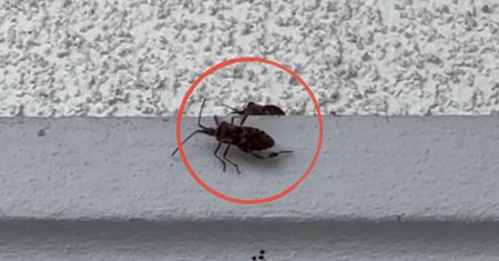 Problem się zaczyna. Śmierdzący owad wchodzi do domów