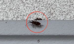 Problem się zaczyna. Śmierdzący owad wchodzi do domów
