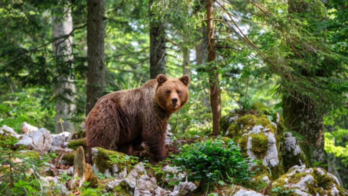 Relokacja niedźwiedzi z Cisnej do Tatrzańskiego Parku Narodowego