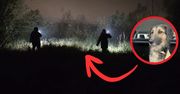 Szczęśliwy finał dramatycznej akcji we Włocławku – pies przepłynął Wisłę i został uratowany