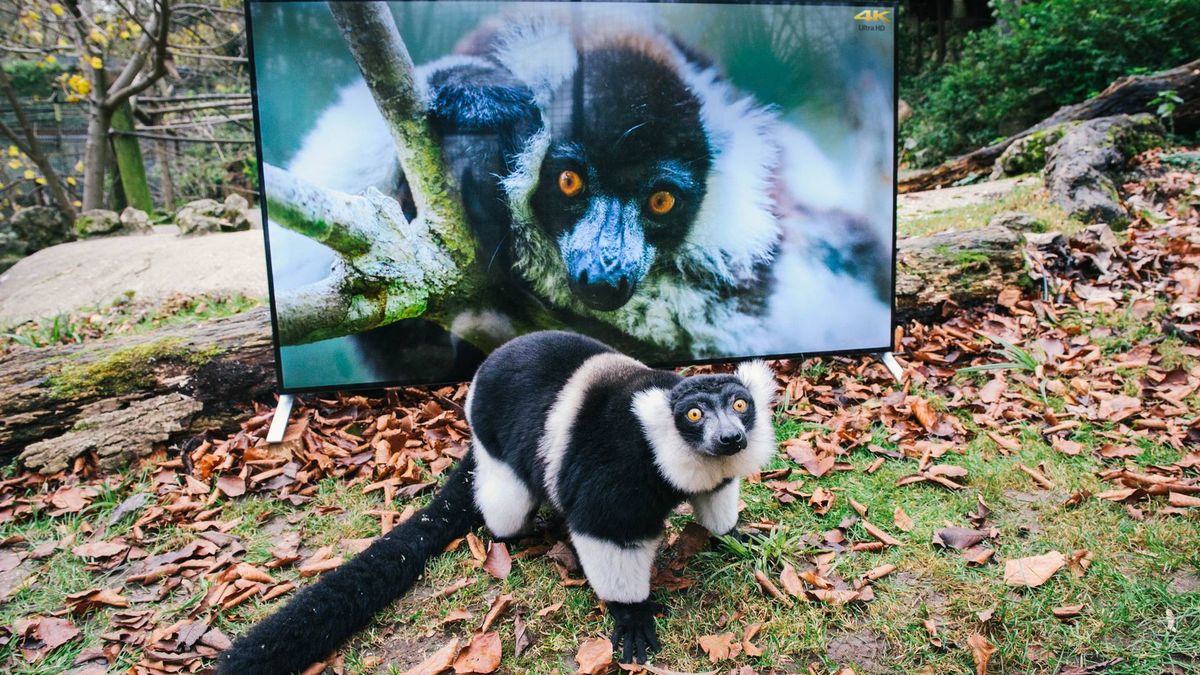 Wszystko o Sony Bravia 4K HDR: ceny, modele telewizorów i odtwarzacze obsługujące UHD Blu-Ray 1