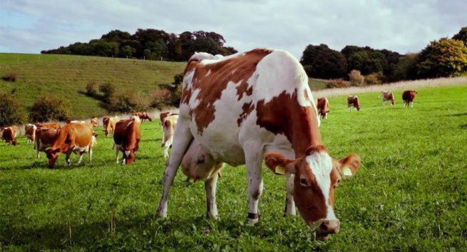 Burger King sprzedaje wołowinę "lepszą dla planety"