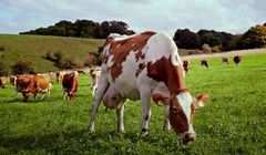 Burger King sprzedaje wołowinę "lepszą dla planety"