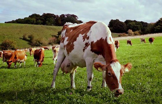 Burger King sprzedaje wołowinę "lepszą dla planety"