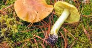 Ten grzyb jest smaczny i zdrowy, ale niektóre gatunki są trujące